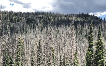 Tree die-offs can affect other vegetation, including crops, the focus of a new CNH study.